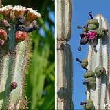 Pilosocereus pachycladus v. azureus  (only one plant ! exceptional. Ask for avaibility before ordering) available 40cm and 50cm H